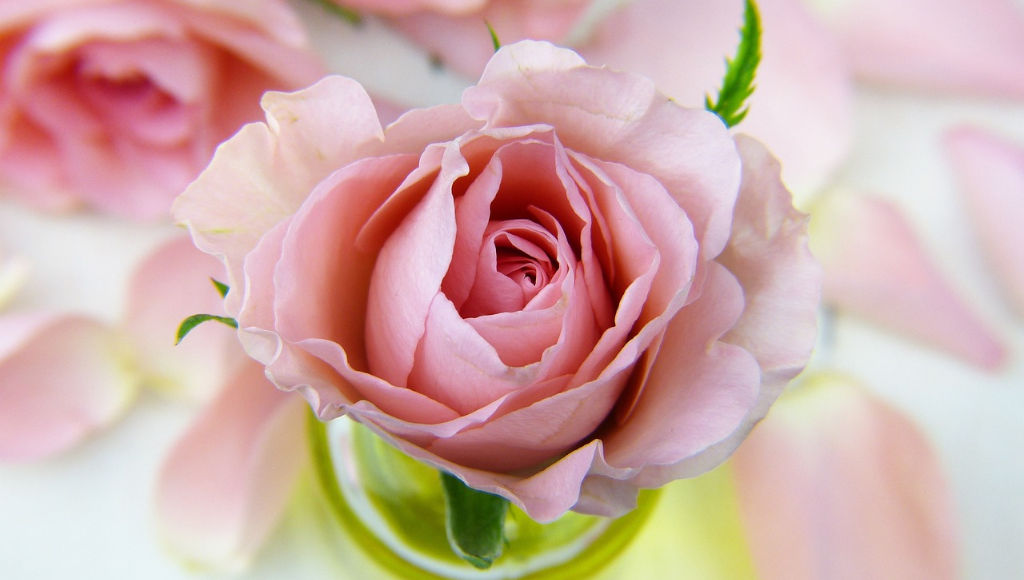 ROSA, A COR DO EMPODERAMENTO FEMININO